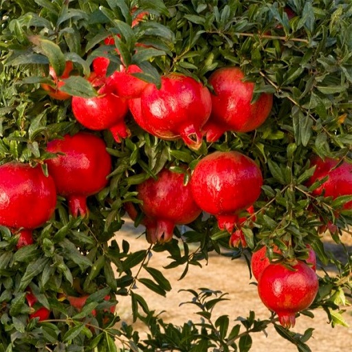 Organic Pomegranate Plants